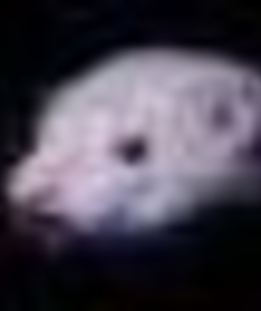 avatar frettchendecom
