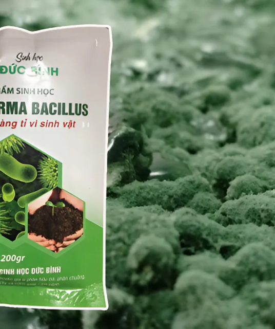 avatar Nấm Trichoderma