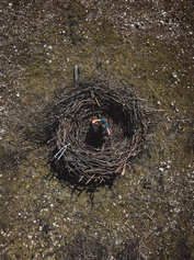 Costruzione del primo nido. compressa.jpg