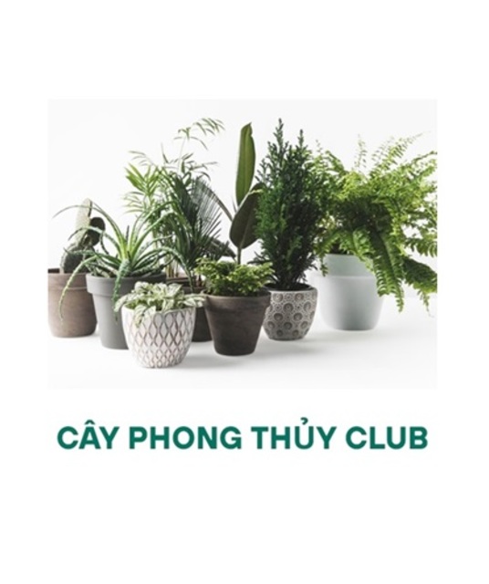 avatar CÂY PHONG THỦY CLUB