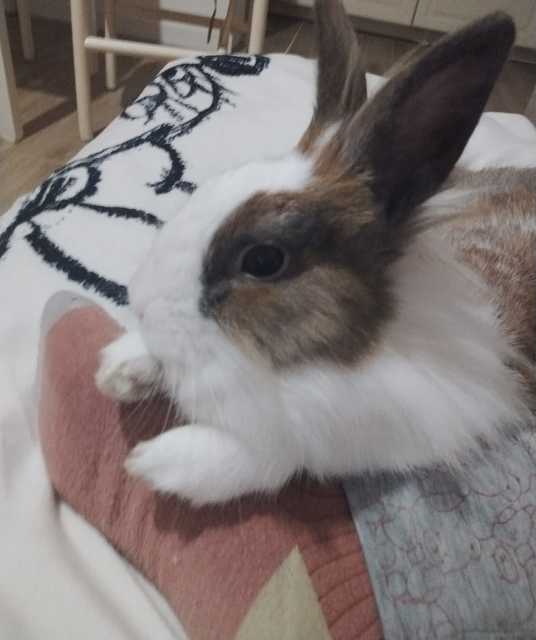 avatar Franz Carboni