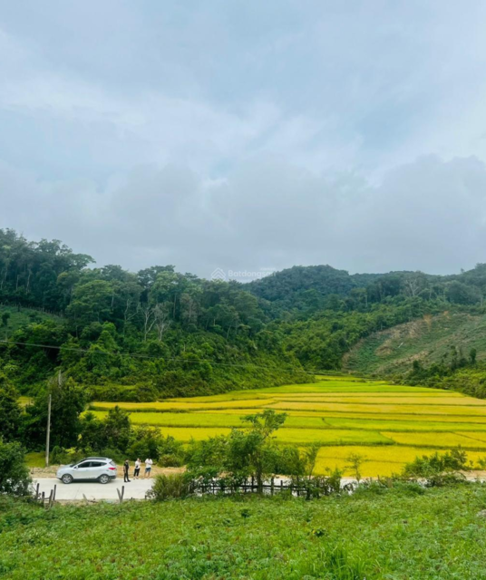 avatar Link off Panda