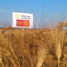 Filiera del grano duro coltivato e trasformato in Sardegna 