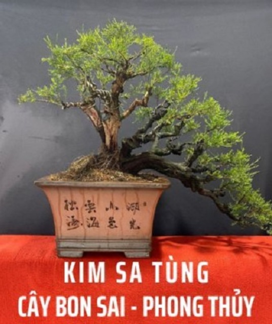avatar Kim Sa Tùng
